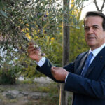 1210 ve 770 yaşındaki 2 zeytin ağacından 70 kilo mahsul bekleniyor