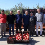 Kaymakam Çakıcı nar hasadına katıldı