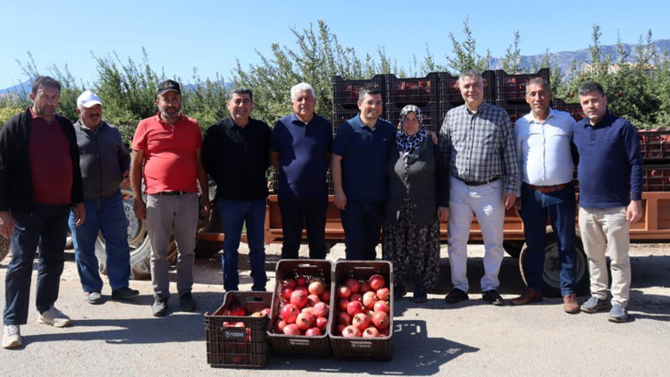 Kaymakam Çakıcı nar hasadına katıldı