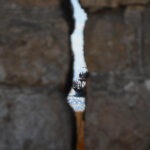 Üzerindeki çatlaklar her yıl büyüyen mendireğin yıkılma tehlikesi/Ek fotoğraf