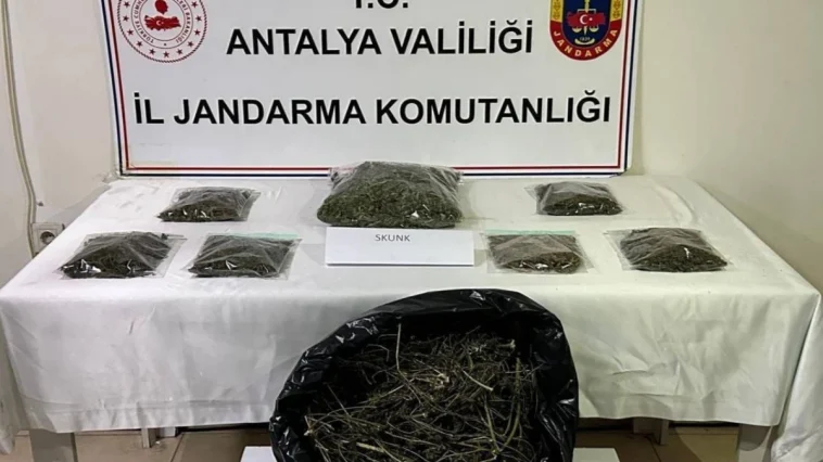 Alanya’da bir evde 800 gram esrar ele geçirildi