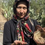 Alanya'da salep üretimi yaygınlaşıyor