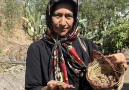 Alanya'da salep üretimi yaygınlaşıyor