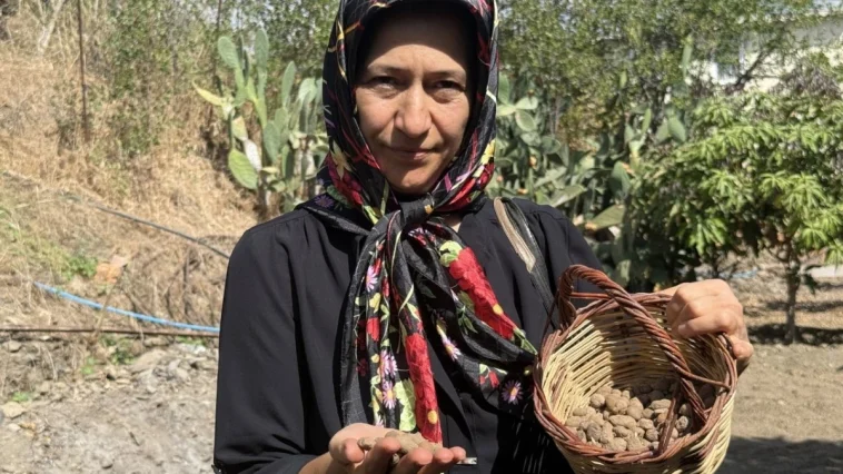 Alanya'da salep üretimi yaygınlaşıyor