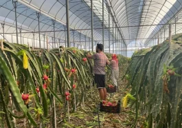 Alanya'da seralarda ejder meyvesi hasadı başladı