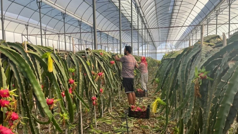 Alanya'da seralarda ejder meyvesi hasadı başladı