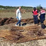 Altın susam hırsızları