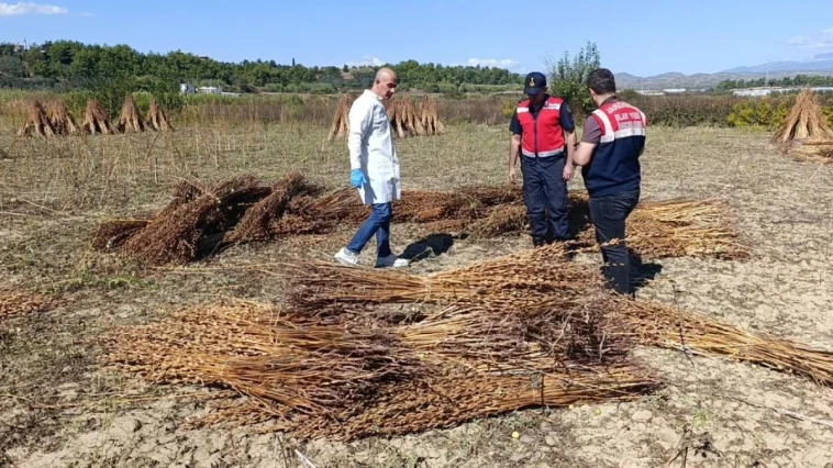 Altın susam hırsızları