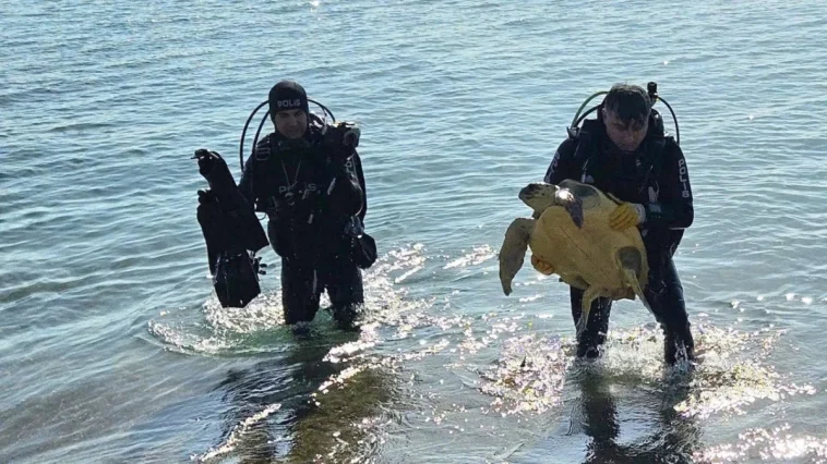 Antalya Lara'da caretta caretta kurtarma operasyonu