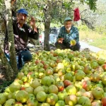 Antalya’da coğrafi işaretli çekirdeksiz narın hasadı başladı