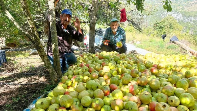 Antalya’da coğrafi işaretli çekirdeksiz narın hasadı başladı