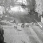 Antalya'da domuz sürüsü gece yarısı köye indi