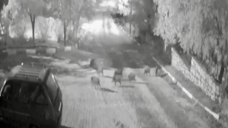 Antalya'da domuz sürüsü gece yarısı köye indi