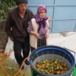 Büyükşehir’in ceviz soyma makineleri üreticilerin hizmetinde