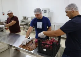 Ejder meyvesi kurutularak pazara sunuluyor