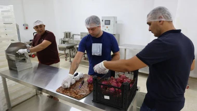 Ejder meyvesi kurutularak pazara sunuluyor