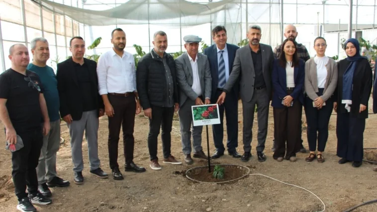 Kumluca'da tropikal serada kahve denemesi başladı