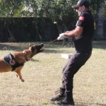 Narkotik köpekler oyuncak peşinde, madde peşinde değil
