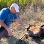 Yabani hayvanlar, Kumlucalı üreticinin keçilerini telef etti