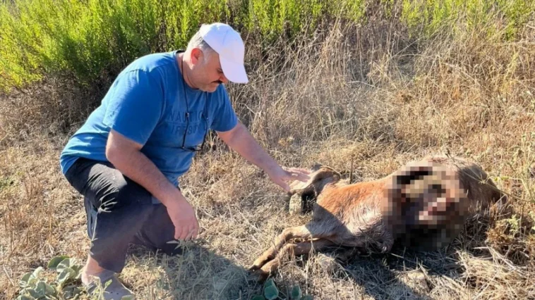 Yabani hayvanlar, Kumlucalı üreticinin keçilerini telef etti