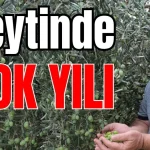 Zeytinde 'yok yılı'