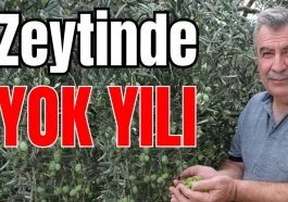 Zeytinde 'yok yılı'