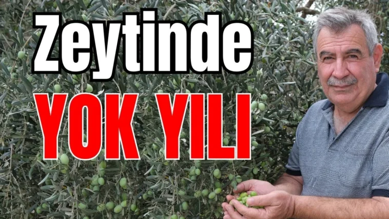 Zeytinde 'yok yılı'