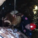 1 haftadır aranan koyunlar kuyuda bulundu
