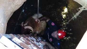 1 haftadır aranan koyunlar kuyuda bulundu