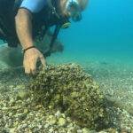 İstilacı istiridye ve midyeler, yerli deniz kestanelerinin yerini aldı