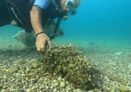 İstilacı istiridye ve midyeler, yerli deniz kestanelerinin yerini aldı