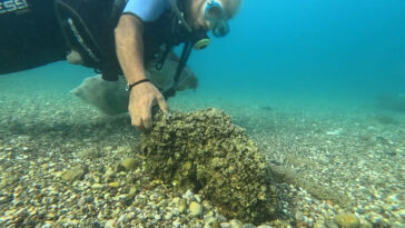 İstilacı istiridye ve midyeler, yerli deniz kestanelerinin yerini aldı