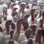 Yılbaşı hindisi 800 ile 1000 lira