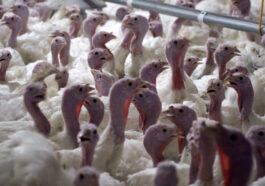 Yılbaşı hindisi 800 ile 1000 lira