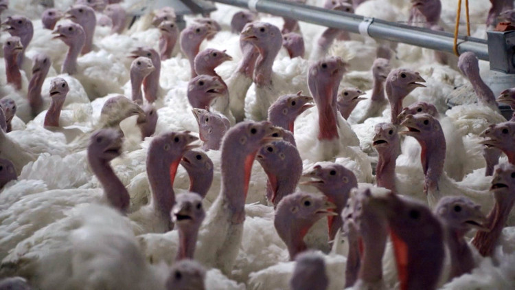 Yılbaşı hindisi 800 ile 1000 lira