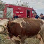 Serikte su kanalına düşen inek kurtarıldı