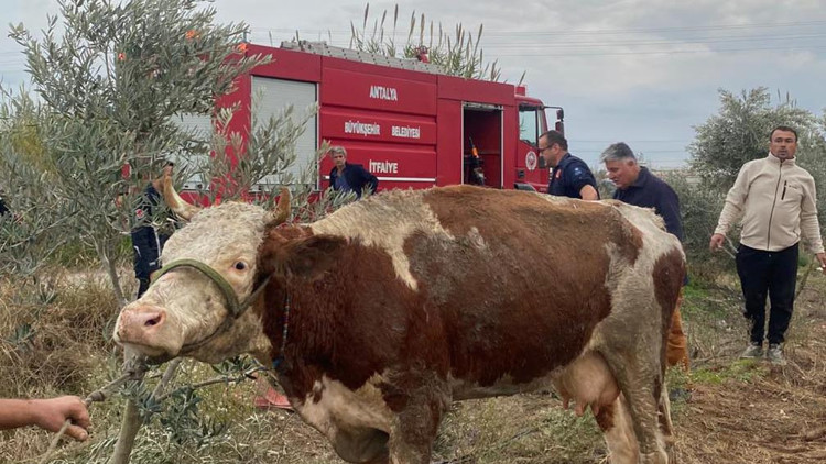 Serikte su kanalına düşen inek kurtarıldı