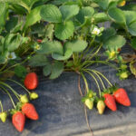 Kadriye çileğine coğrafi işaret başvurusu