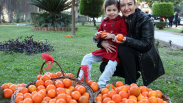 Antalyanın turunçları Korkutelinden sofralara uzanıyor
