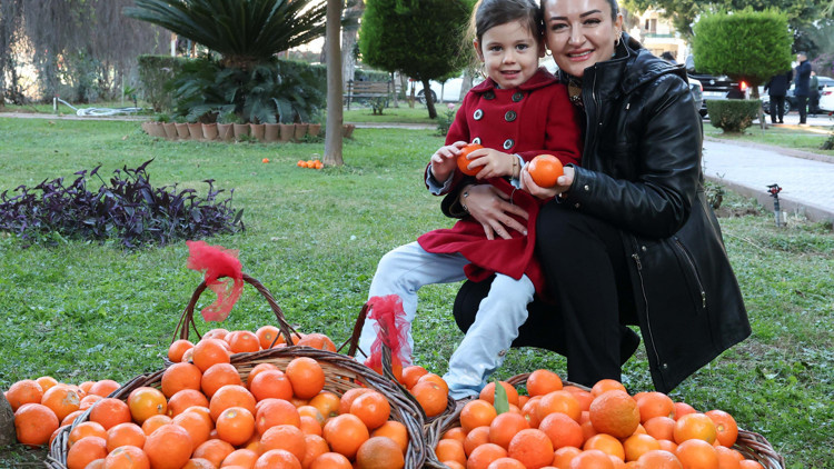 Antalyanın turunçları Korkutelinden sofralara uzanıyor