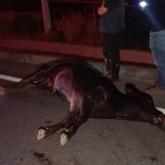 Ağıldan kaçan inek trafiği birbirine kattı