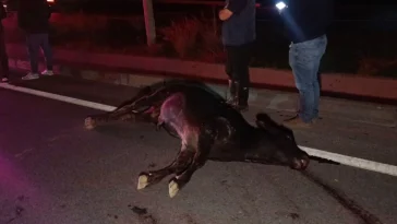 Ağıldan kaçan inek trafiği birbirine kattı