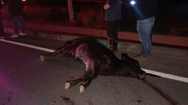 Ağıldan kaçan inek trafiği birbirine kattı