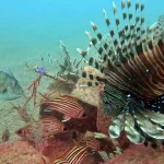 Akdeniz'e yabancı balık akını hızlandı
