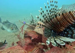Akdeniz'e yabancı balık akını hızlandı