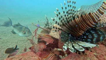 Akdeniz'e yabancı balık akını hızlandı