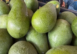 Alanya’da avokadoda 150 milyon rekolte