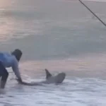 Amatör balıkçının oltasına köpek balığı takıldı