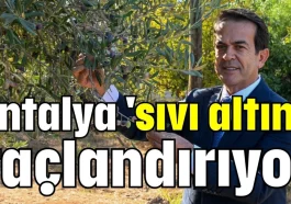 Antalya 'sıvı altın'ı taçlandırıyor