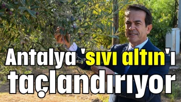 Antalya 'sıvı altın'ı taçlandırıyor